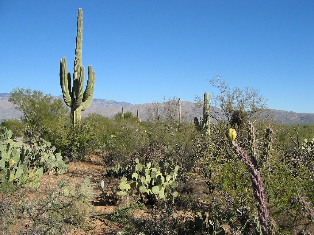 124 Saguaro National Park.jpg